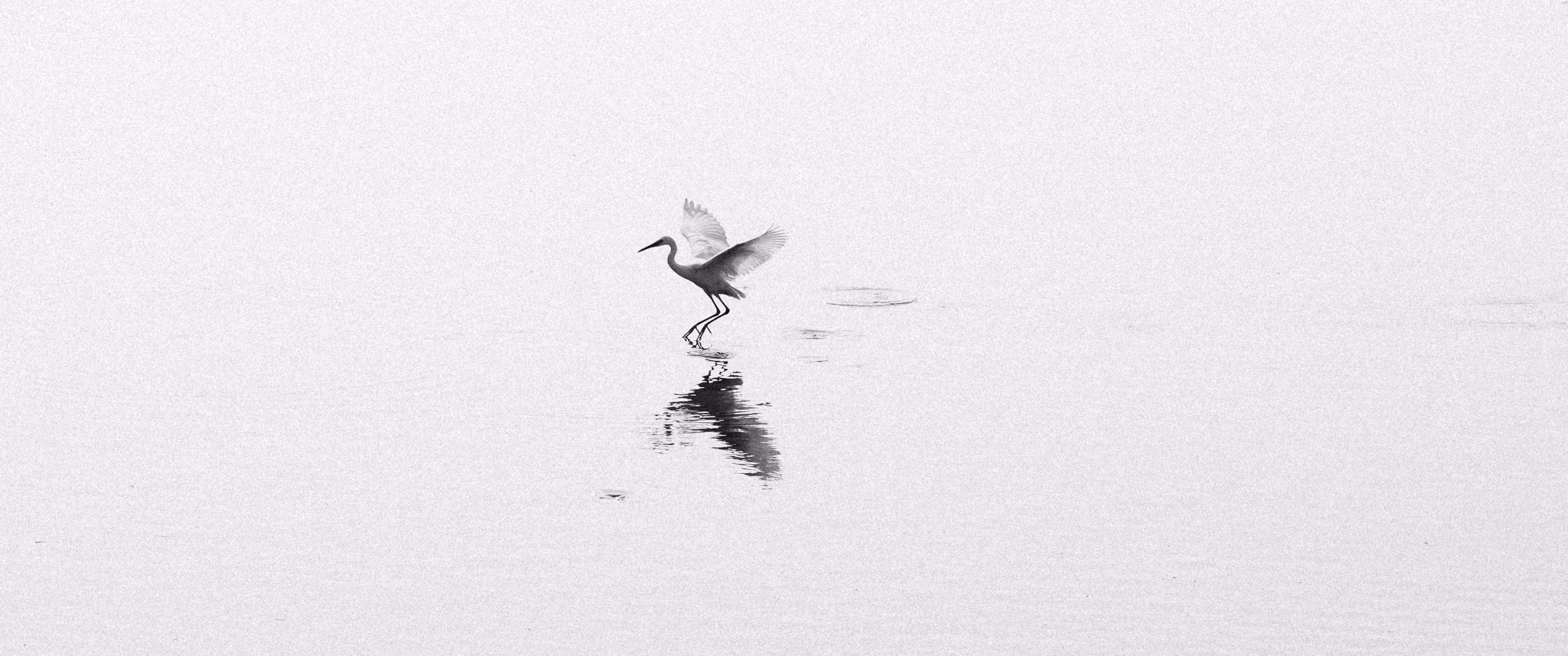 Mono Egret